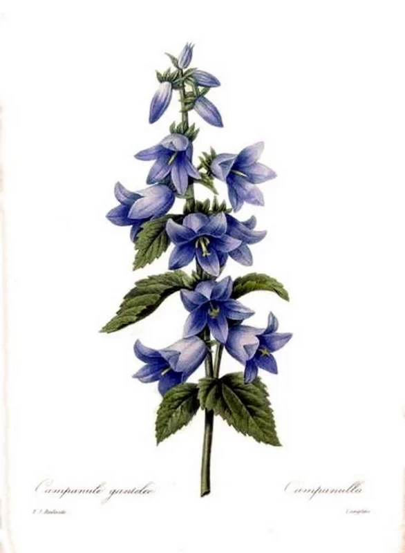 Campanula trachelium